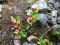 Dvärgvide, Salix herbacea, Angripen av växtstekeln Pontania crassipes (röda ansvällningar), Sarek Sweden 2006