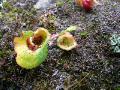 Dvärgvide, Salix herbacea, Larv av växtstekeln Pontania crassipes som angripit växten (ger röda ansvällningar), Sarek Sweden 2006