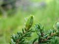 En (Fjäll-en), Juniperus communis ssp. nana, Kikbär en gallbildning orsakad av allmän engallmygga, Oligotrophus jumiperinus, Sarek Sweden 2005