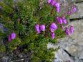 Lappljung, Phyllodoce caerulea, Njulla Abisko Sweden 2006