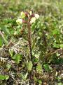 Lappspira, Pedicularis lapponica, Njulla Abisko Sweden 2006