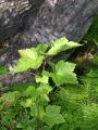 Lappvinbär, Ribes spicatum ssp lapponicum, Abisko Sweden 2006