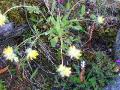 Lapsk getväppling, Anthyllis vulneraria, Abisko Sweden 2006