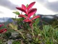 Lingon, Vaccinium vitis-idea, Angripen av svampen Exobasidium splendidum, Sarek Sweden 2005