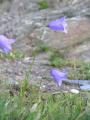 Liten blåklocka, Campanula rotundifolia, Rihtunjiirra Abisko 2006