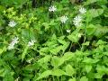 Lundarv, Stellaria nemorum ssp. nemorum, Abisko Sweden 2006