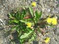 Maskros, Taraxacum sp., Kärkevagge Sweden 2006