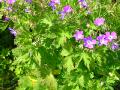 Midsommarblomster, Geranium sylvaticum, Abisko Sweden 2006