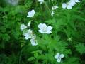 Midsommarblomster, Geranium sylvaticum, Vitblommig, Abisko Sweden 2006