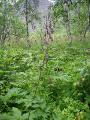 Nordisk stormhatt, Aconitum lycoctonum, Rapadalen Sarek Sweden 2006