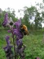 Nordisk stormhatt, Aconitum lycoctonum, Rapadalen Sarek Sweden 2006