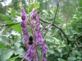 Nordisk stormhatt, Aconitum lycoctonum, Rapadalen Sarek Sweden 2006