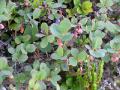 Odon, Vaccinium uliginosum, Abisko Sweden 2006