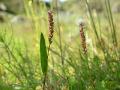 Ormrot, Bistorta viviparum, Kärkevagge Sweden 2006