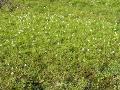 Polarull, Eriophorum scheuchzeri, Kärkevagge Sweden 2006