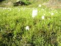 Polarull, Eriophorum scheuchzeri, Kärkevagge Sweden 2006