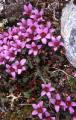 Purpusbräcka, Saxifraga oppositifolia, Sarek Sweden 2003