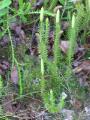 Revlummer, Lycopodium annotinum, Abisko Sweden 2006