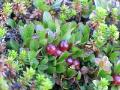 Ripbär, Arctostaphylus alpinus, Njulla Abisko Sweden 2006