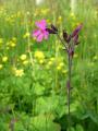 Rödblära, Silene dioica, Låktatjåkka hållplats Sweden 2006