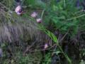 Rosenbinka, Erigeron borealis, Missvisande blomfärg. Blomman är rosa i verkligheten, Paddus Abisko Sweden 2006