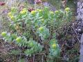 Rosenrot, Rhodiola rosea, Abisko Sweden 2006