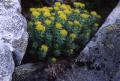 Rosenrot, Rhodiola rosea