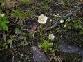 Slåtterblomma, Parnassia palustris, Abisko Sweden 2006