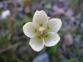 Slåtterblomma, Parnassia palustris, Staminoider samt 5 utsträckta ståndare, Abisko Sweden 2006