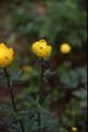 Smörboll, Trollius euaopaeus