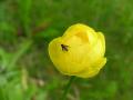 Smörboll, Trollius euaopaeus, Njulla Abisko Sweden 2006