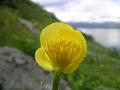 Smörboll, Trollius euaopaeus, Blomma i genomskärning, Njulla Abisko Sweden 2006