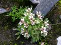 Snöbräcka, Saxifraga rivularis, Abisko Sweden 2006