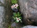 Stjärnbräcka, Saxifraga stellaris, Sarek Sweden 2005