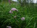 Strätta, Angelica sylvestris, Sarek Sweden 2005