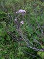 Strätta, Angelica sylvestris, Sarek Sweden 2005