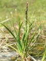 Styvstarr, Carex bigelowii. Njulla Abisko Sweden 2006