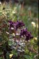 Svarthö, Bartsia alpina