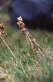 Svarthö, Bartsia alpina