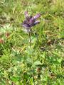 Svarthö, Bartsia alpina, Kärkevagge Sweden 2006