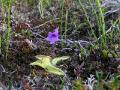 Tätört, Pinguicula vulgaris, Abisko Sweden 2006