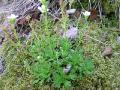 Tuvbräcka, Saxifraga cespitosa, Paddus Abisko Sweden 2006