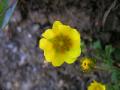 Vårfingerört (Fläckfingerört), Potentilla creantzii, Kärkevagge Sweden 2006