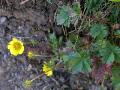 Vårfingerört (Fläckfingerört), Potentilla creantzii, Kärkevagge Sweden 2006