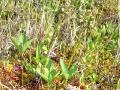 Vattenklöver, Menyanthes trifoliata, Abisko Sweden 2006