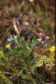 Vippvedel, Astragalus norvegicus, Jämtland Sweden 1998