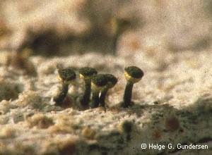 Calicium trabinellum