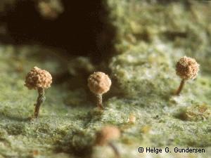 Sclerophora peronella